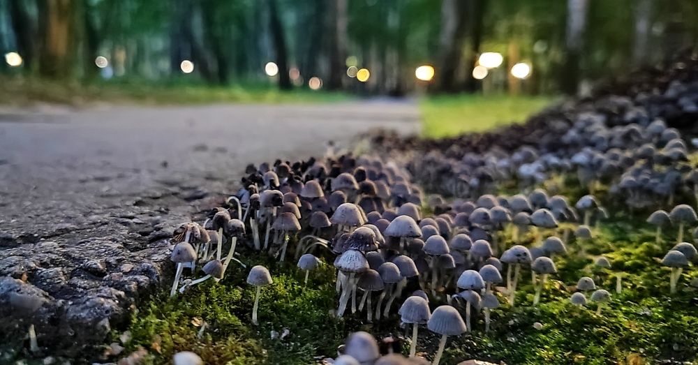 Фотография автора Луценко Роман