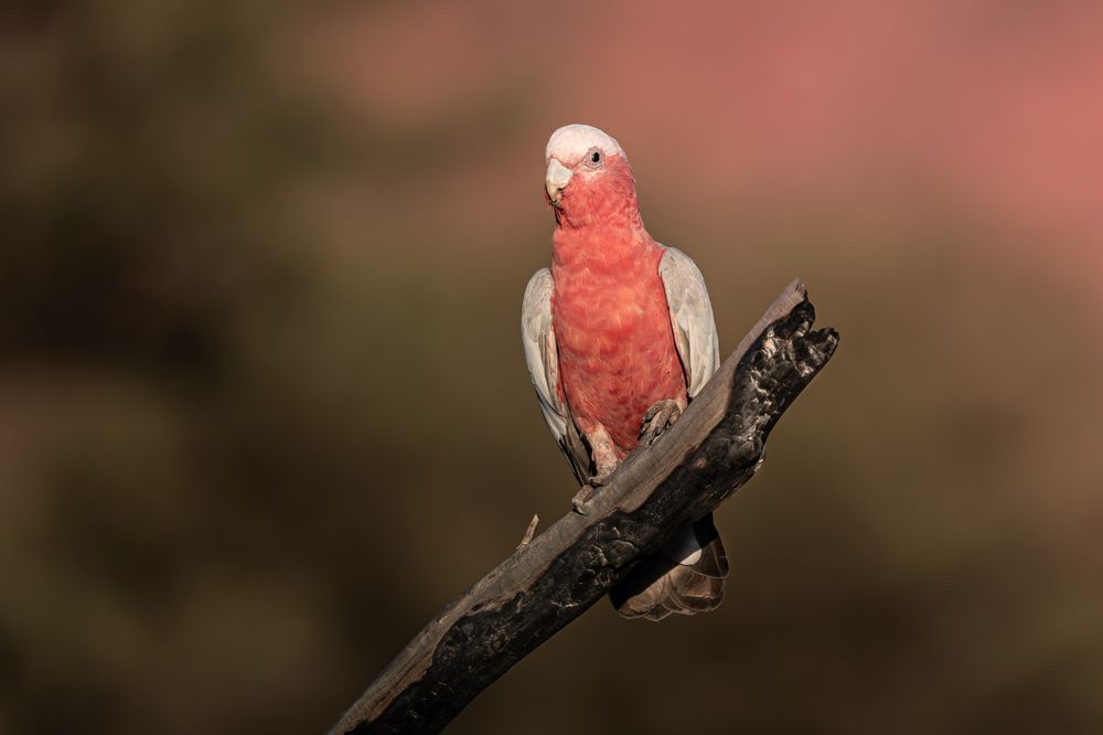Pink in the Outback