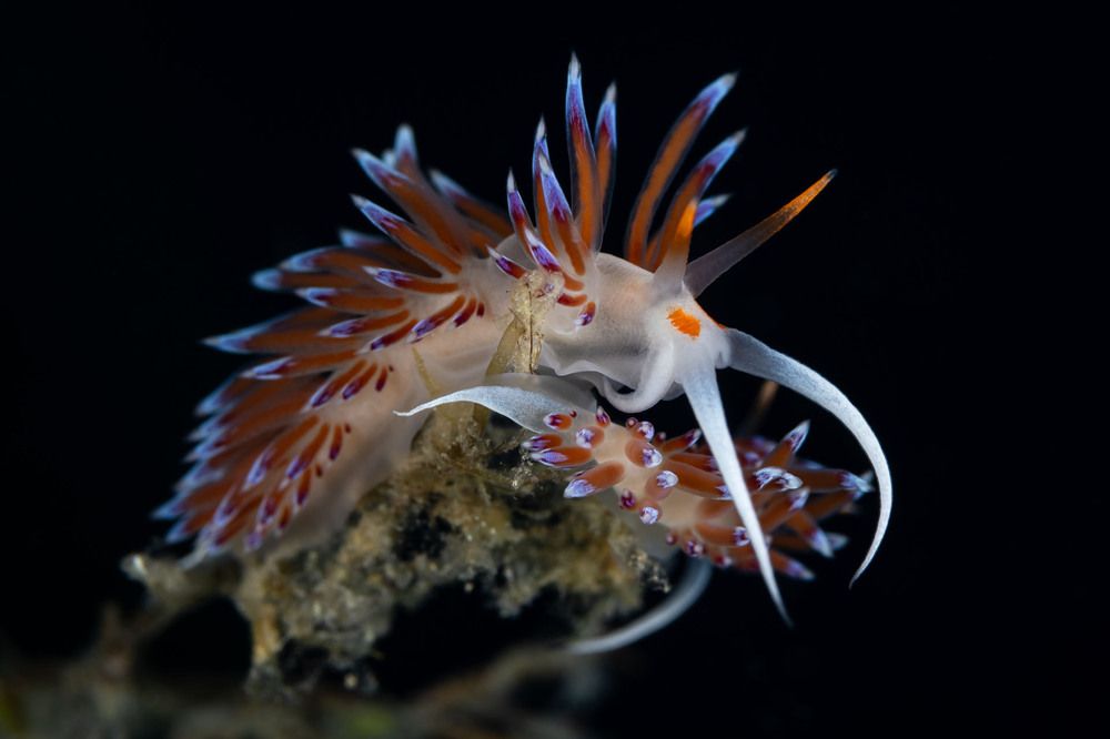 Pair of Cratena nudibranchs