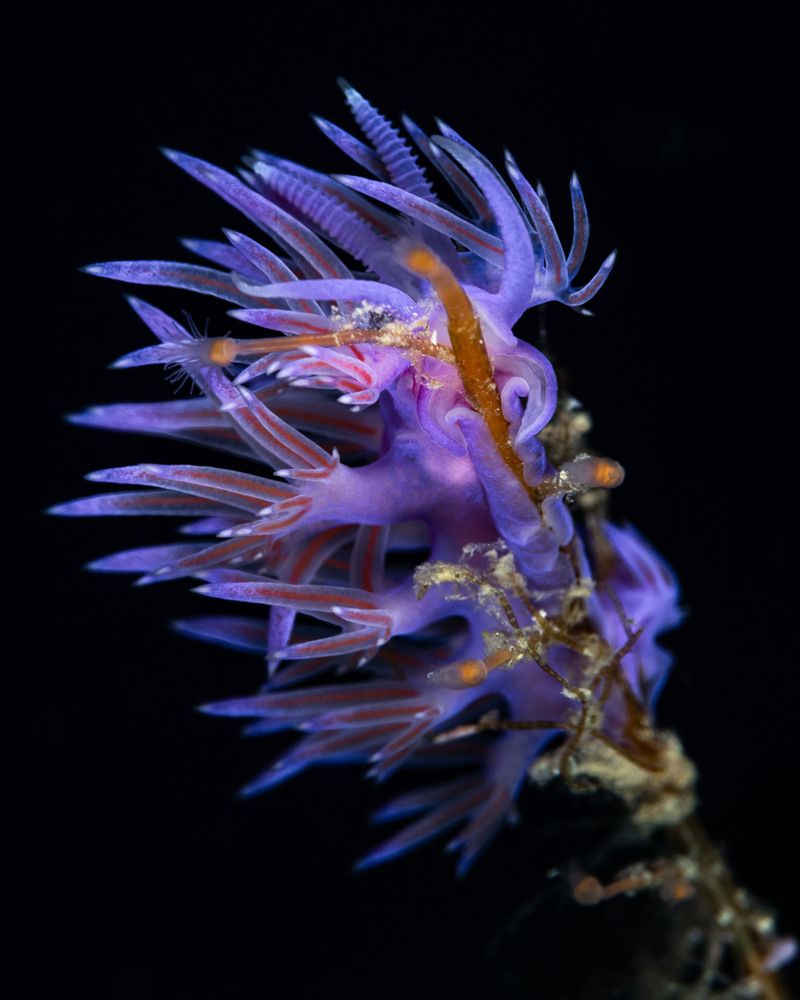 Flabellina affinis