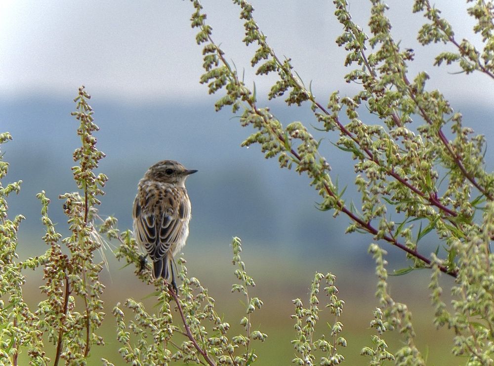 Photograph by Мария Петровцева