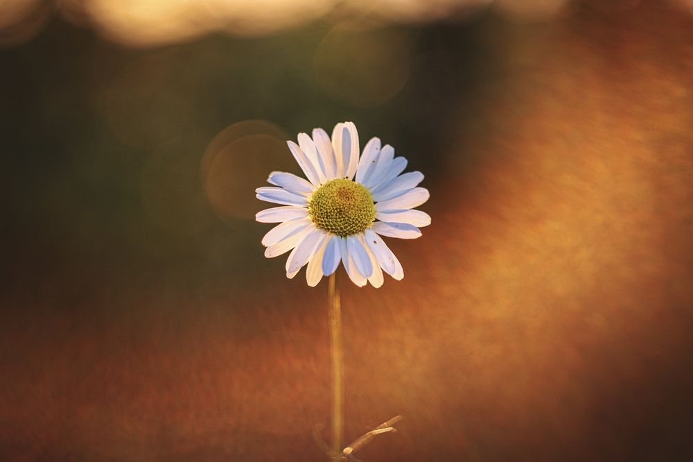 Photograph by Anastasia Asakura