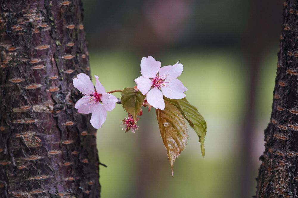 Photograph by Anastasia Asakura