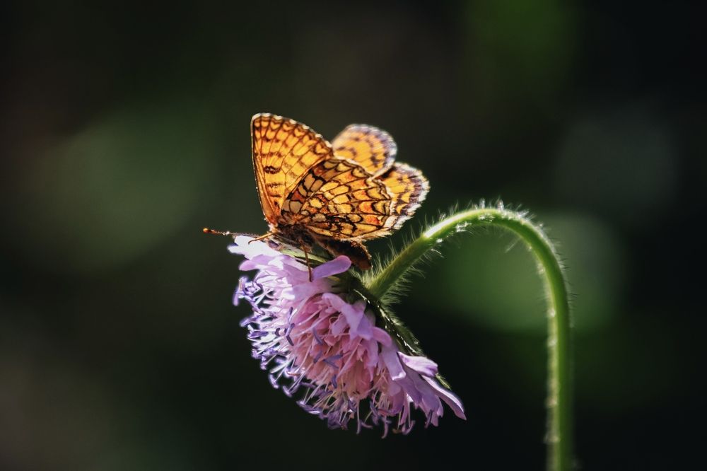 Photograph by Anastasia Asakura