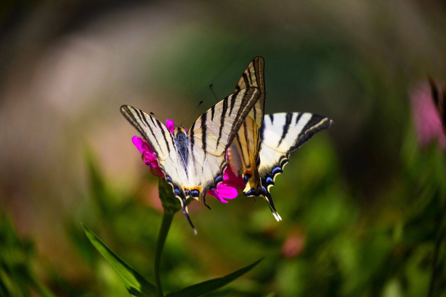 В танце с ветром В танце с ветром