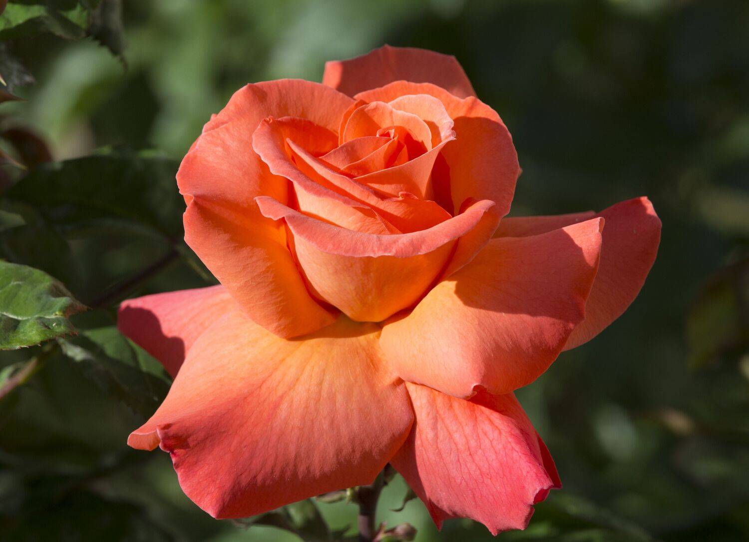 Летняя красавица