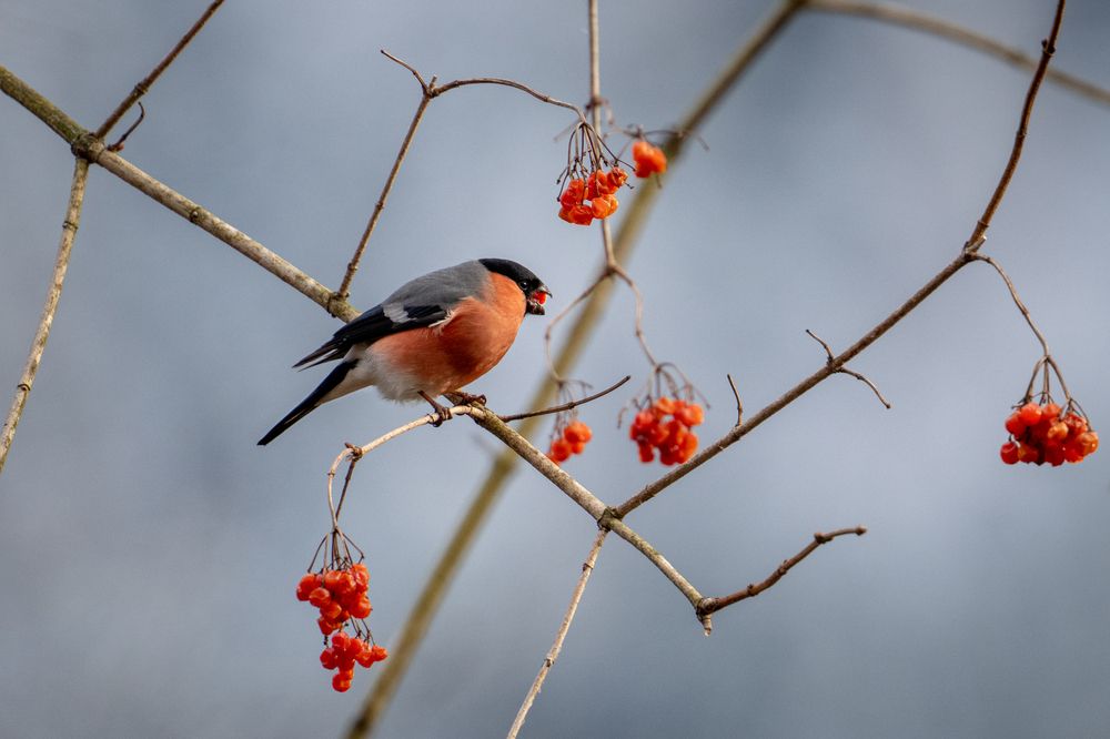 Photograph by Fabio Müller