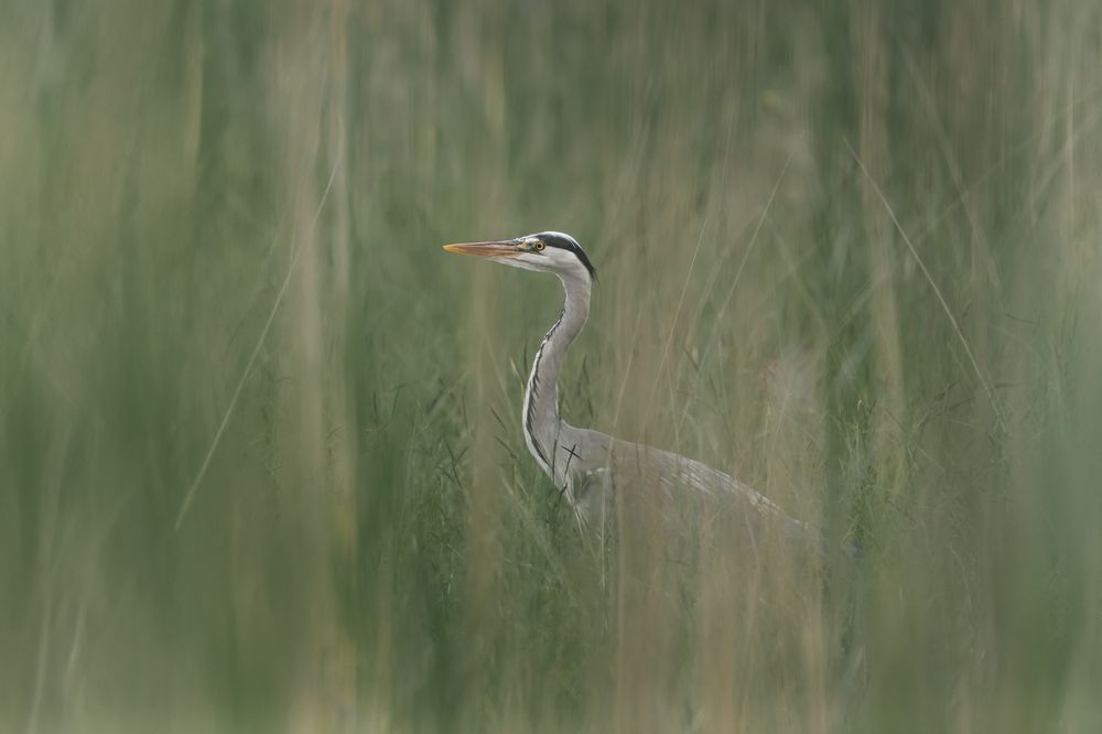 Photograph by Fabio Müller