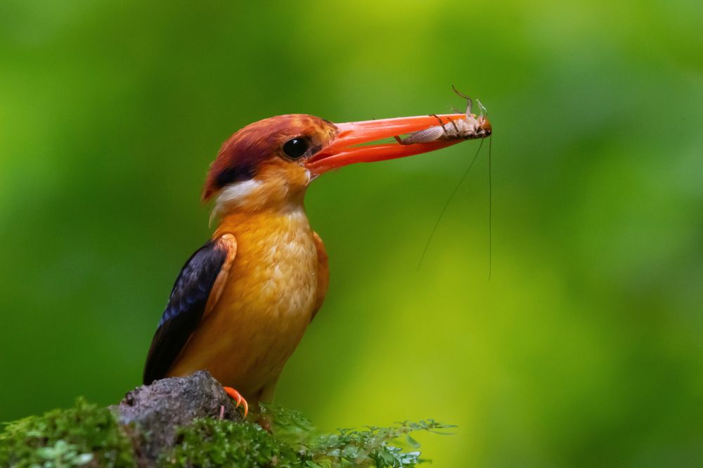 Photograph by B.Nivarthana Anuruddha