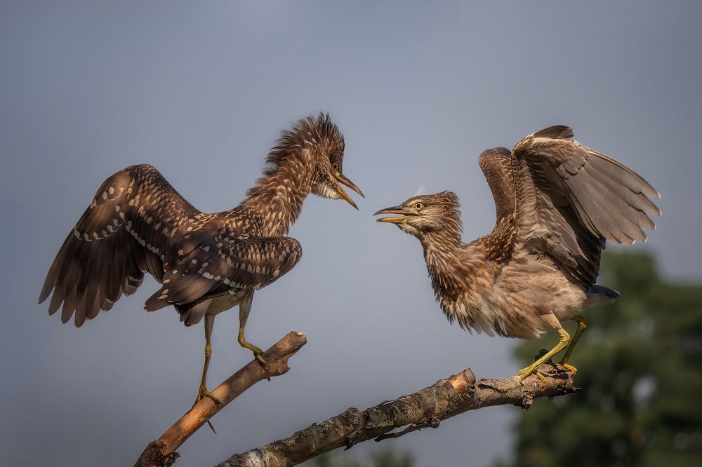 Photograph by Оджи Мила