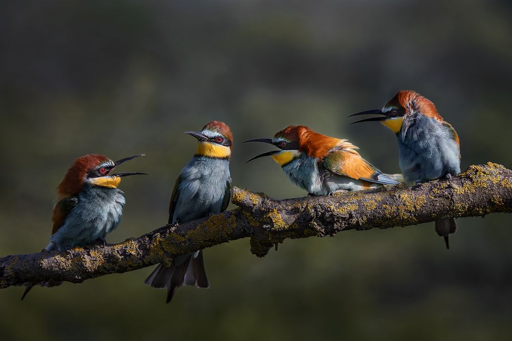 Photograph by Оджи Мила