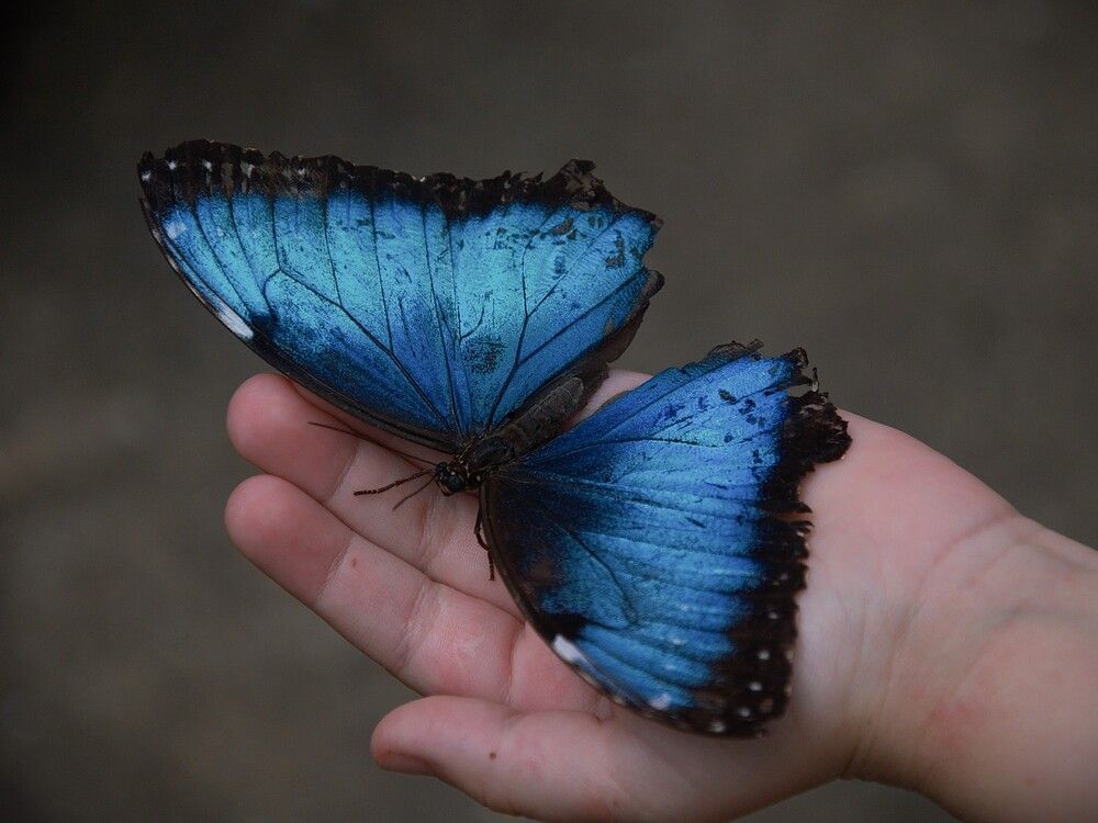 Butterflay