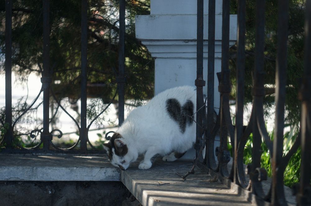 Photograph by Анастасия Конюхова