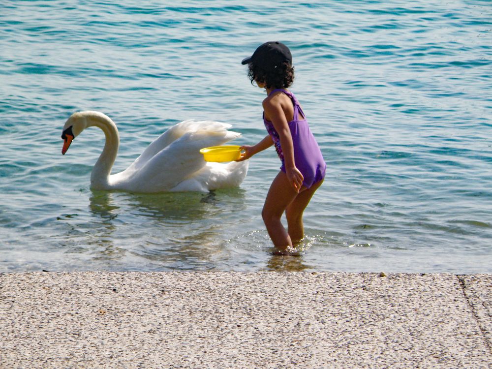 A little girl offers water to a swan.