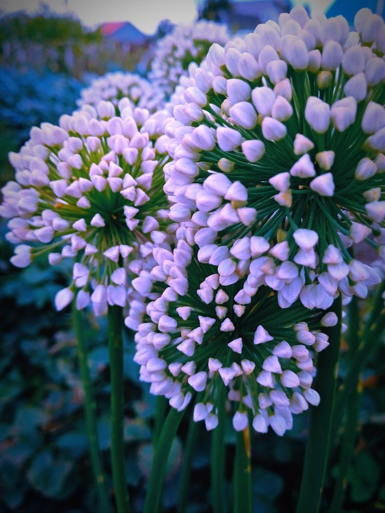Photograph by Нина Мехнина
