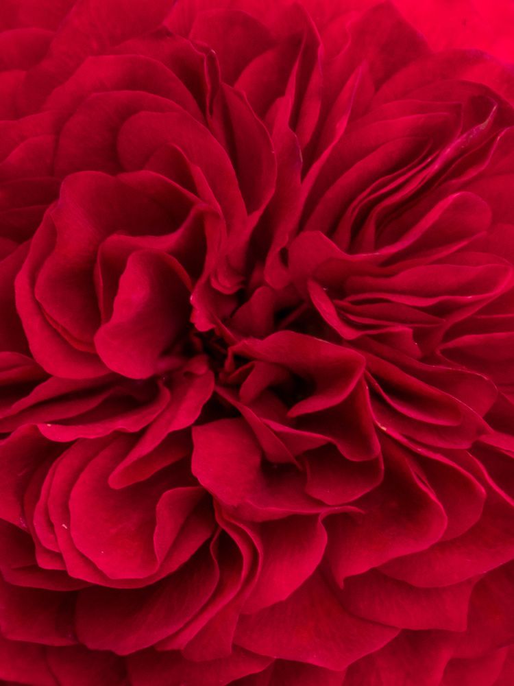 Photograph by Рина Серёгина