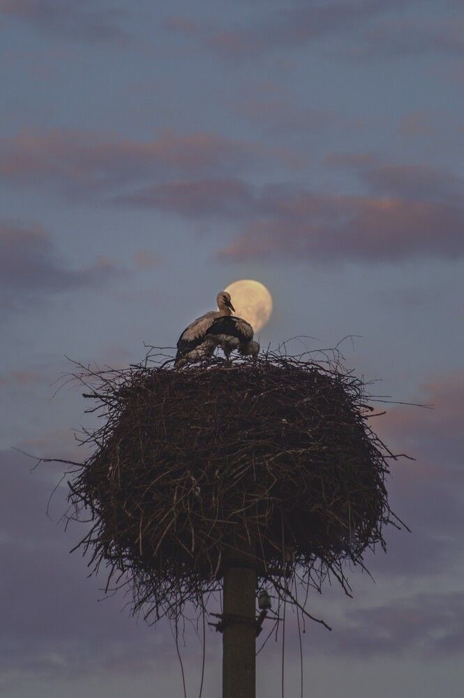 Photograph by Елена Кошелева