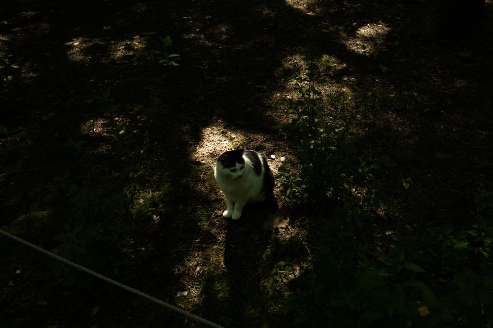 cat under the shadows