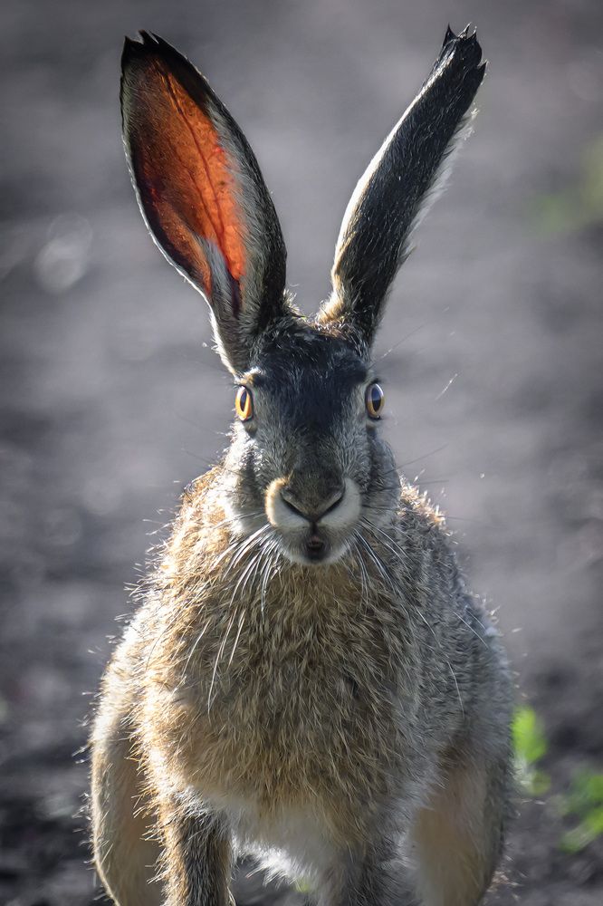 Photograph by Вячеслав Ладанов