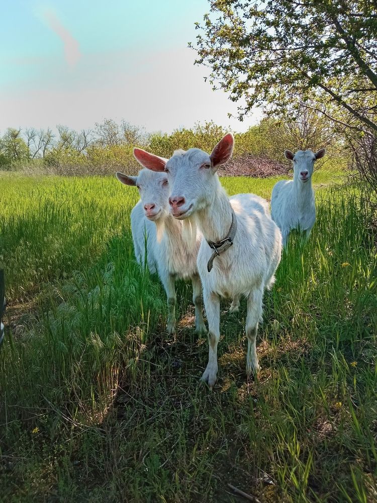 Photograph by Светлана Смирнова