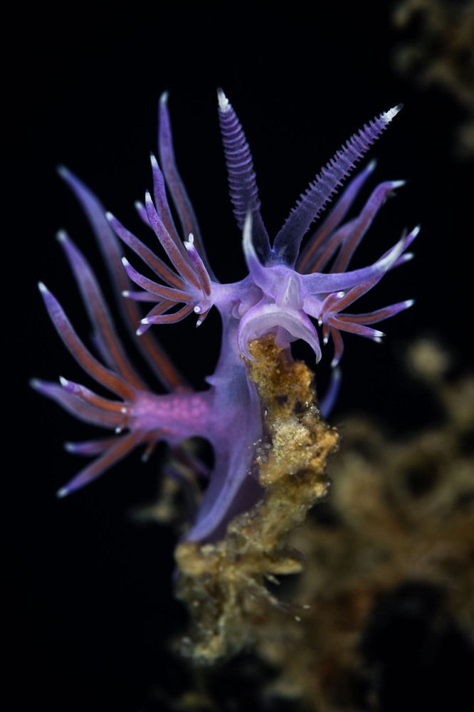 Mediterranean Flabellina