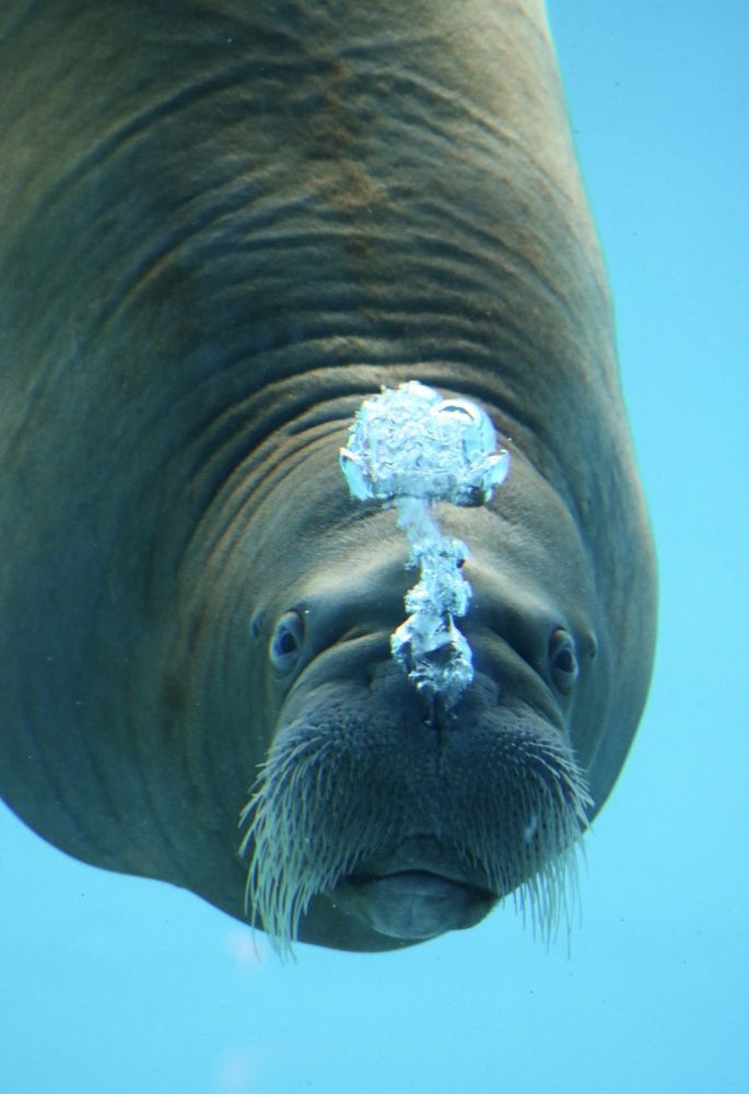 Photograph by Светлана Шуткова