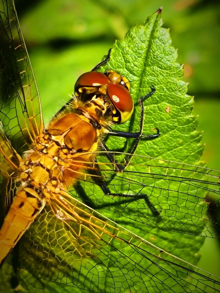 Photograph by Лариса Лысенко
