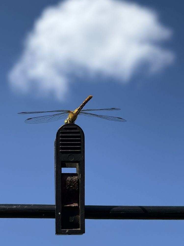 Photograph by Анна Пигулевская