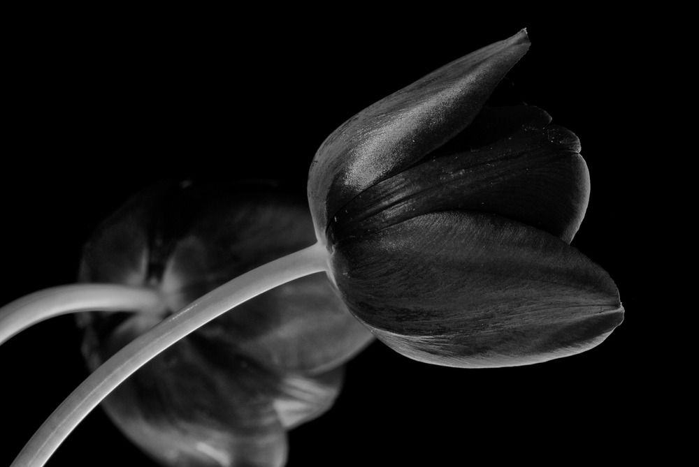 Tulpen in SW