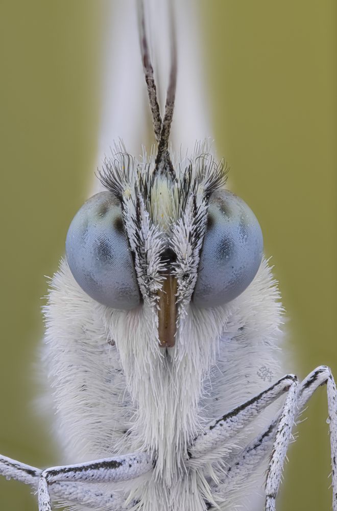 Face to face with Pontia edusa