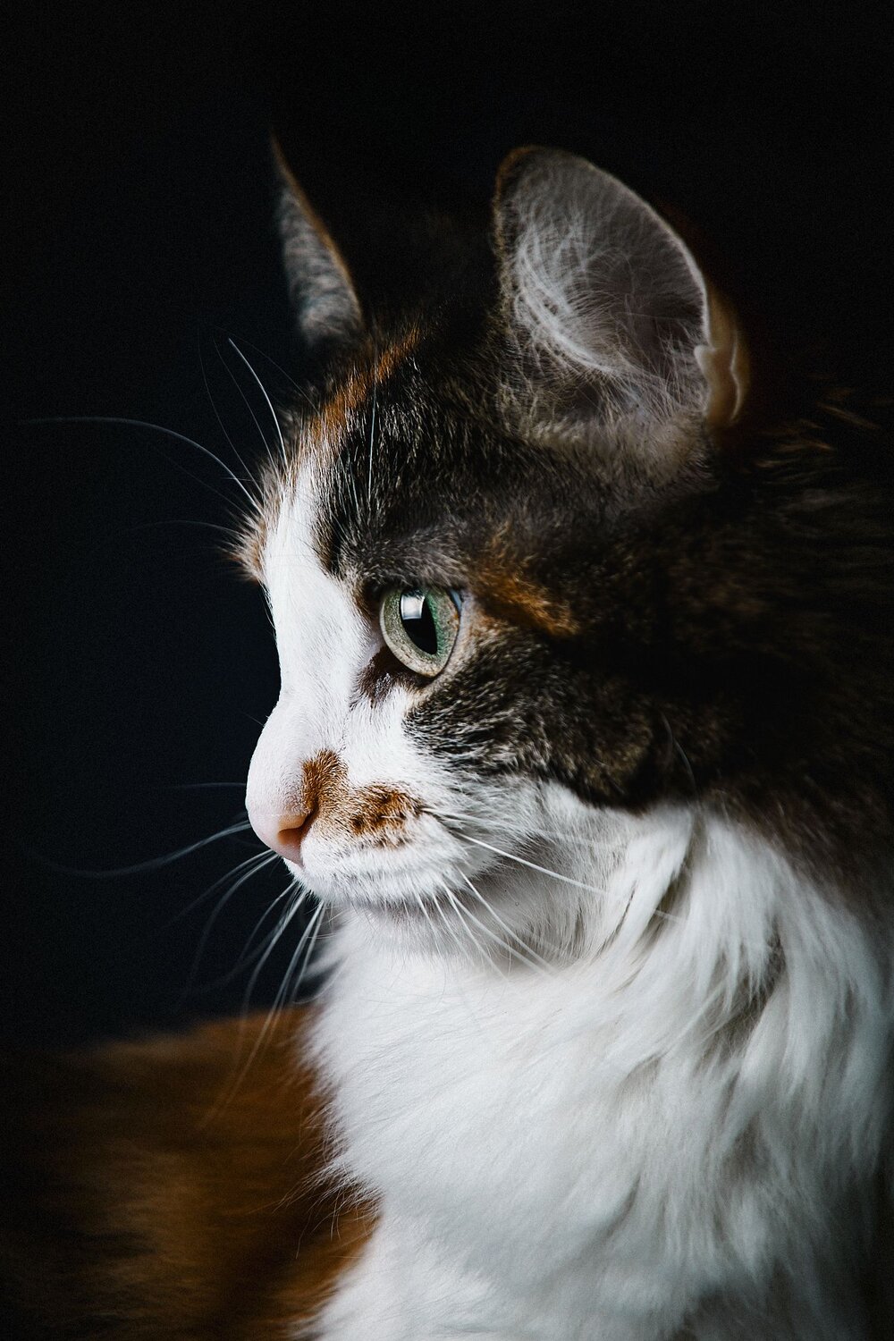 Photo #12422552