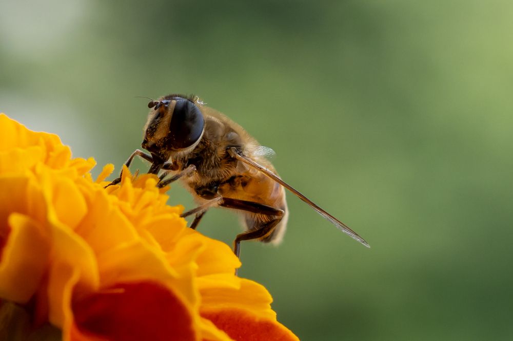 Photograph by Бојичић Бојан