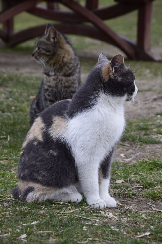 Photograph by Shaiban photography