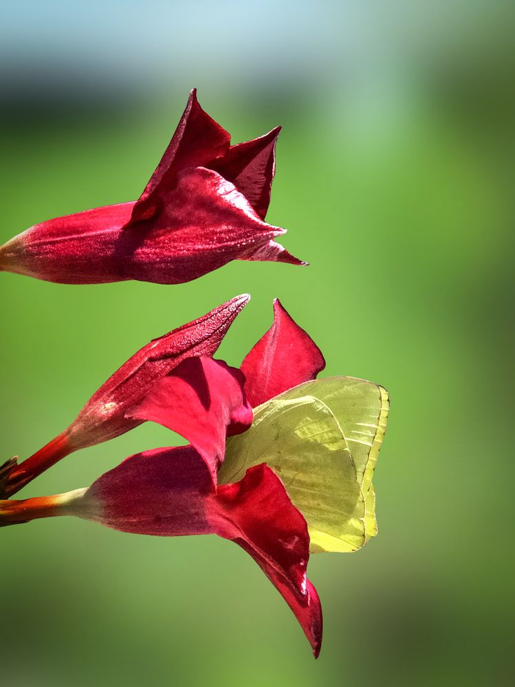 Golden Wings, Crimson Springs