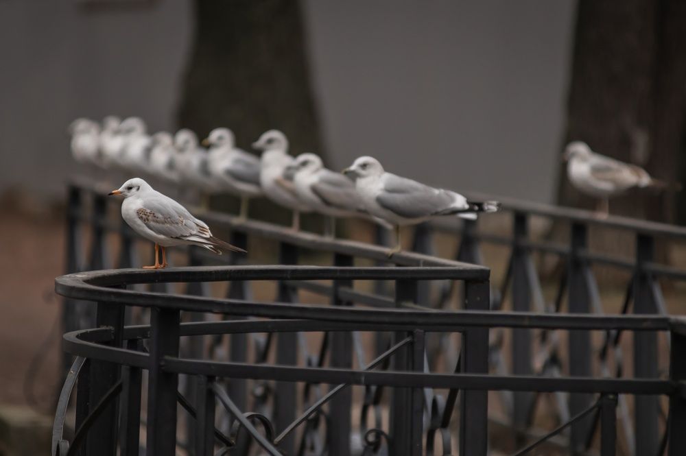 Photograph by Alexandre Dpari