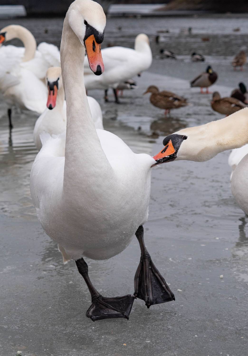 Фотография #12423598