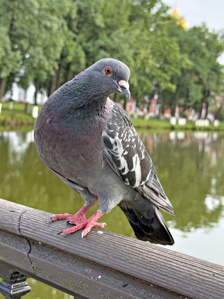 Photograph by Елена Чулюнина