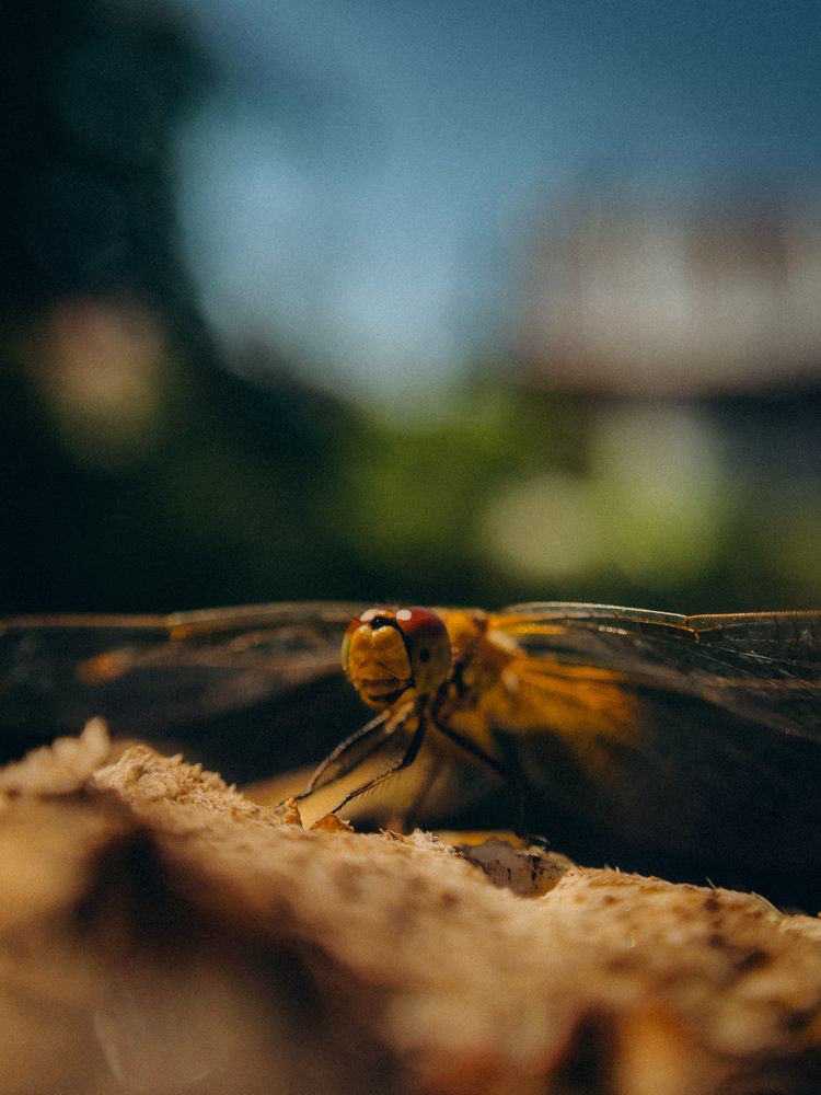 Photograph by алена