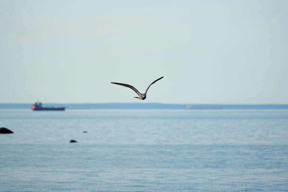 Фотография автора Dana Korolkova