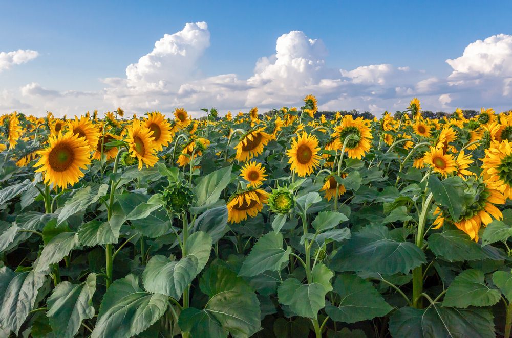 Photograph by Nikolay