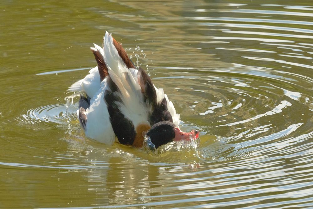 Photograph by Ольга Якубова