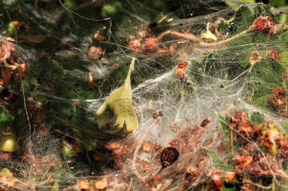 Dried leaves entangled Spiderwebs