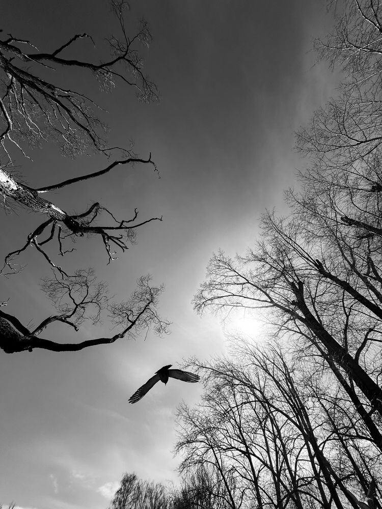 Photograph by Константин Шипицын