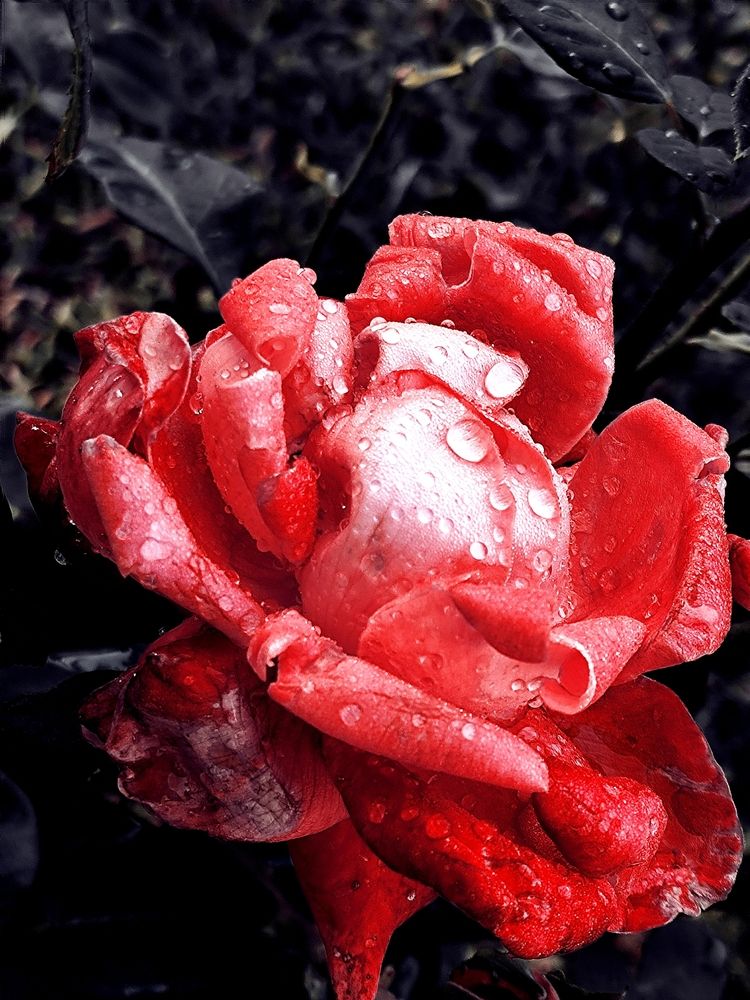 Photograph by Jozef Potocký