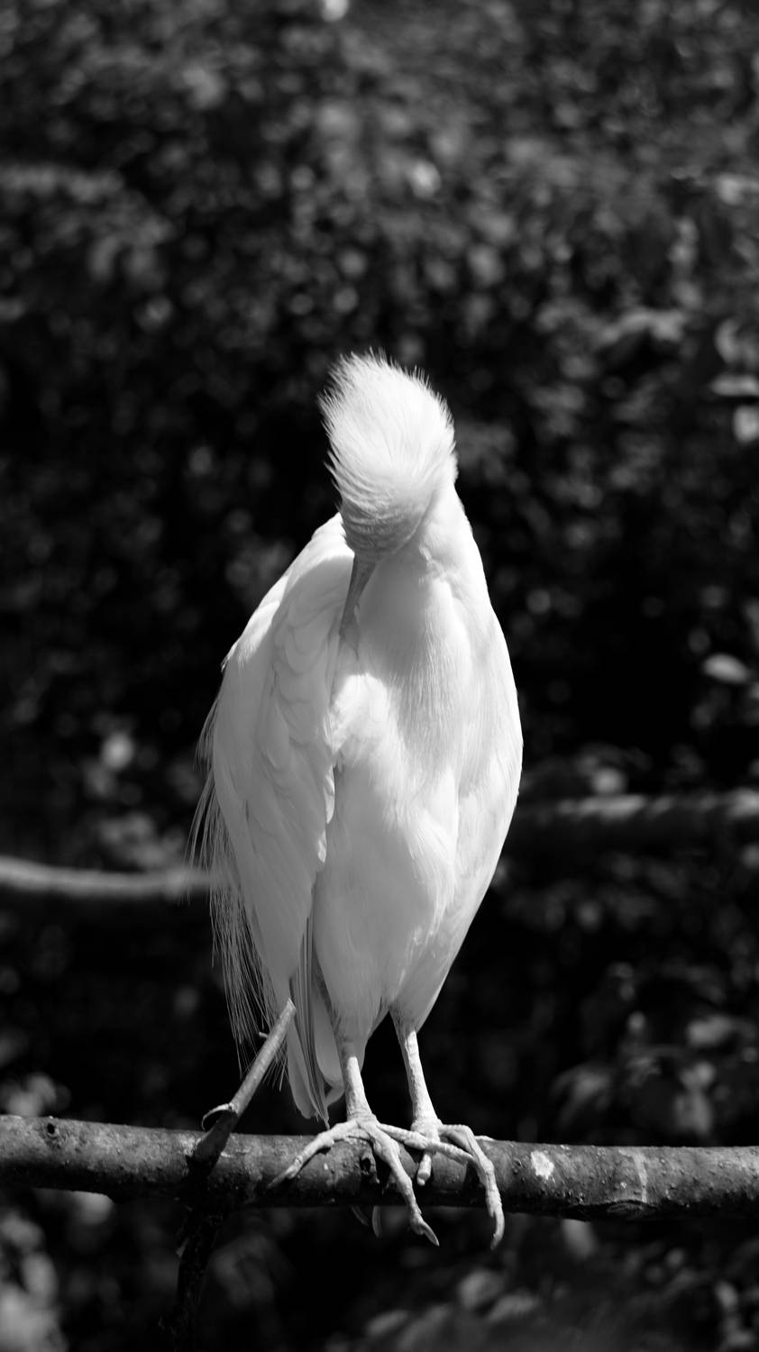 Фотография #12424699