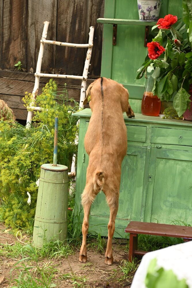 Photograph by Елена Савченкова