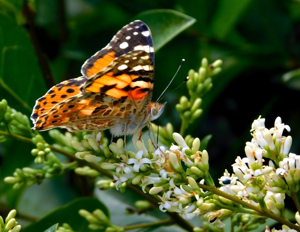 Thistle butterfly