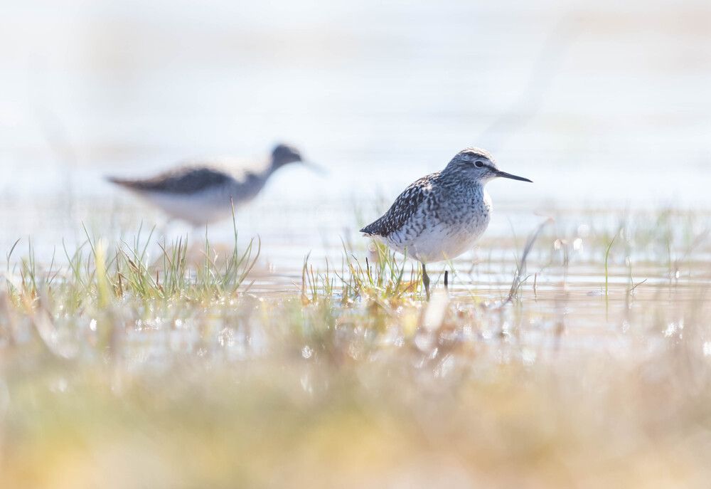 Photograph by Елена Хорохорина