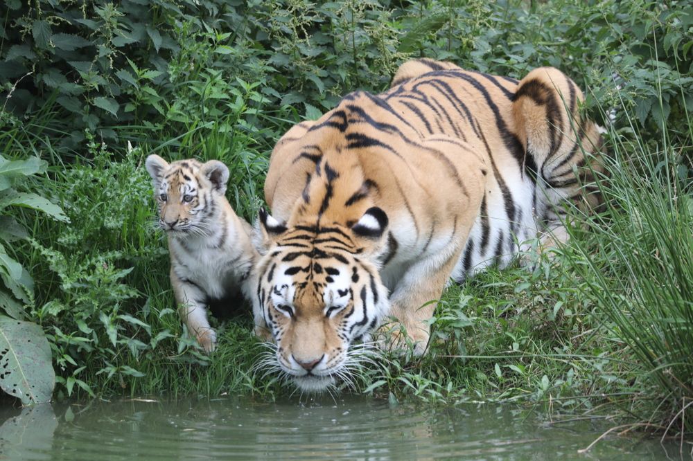 Photograph by Anja Kroes, Dutch