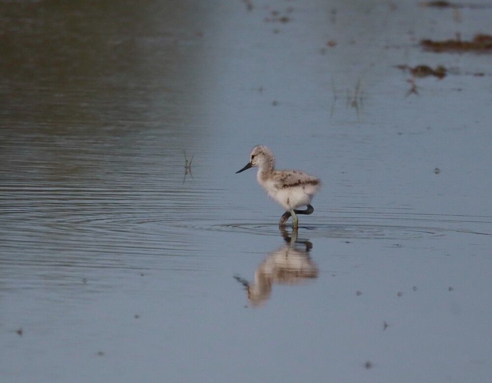 Photograph by Anja Kroes, Dutch